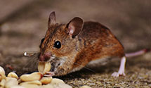 24 Hour & Emergency Exterminators in Asheboro, NC